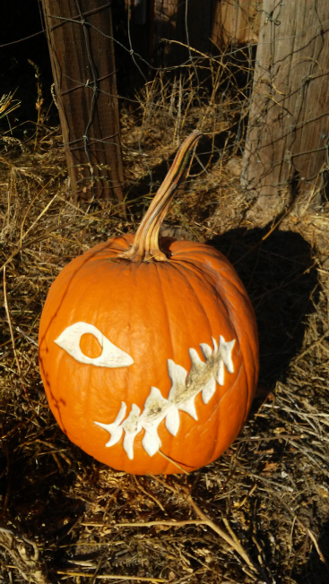 One Eye, Nipomo Pumpkin Patch best carving idea